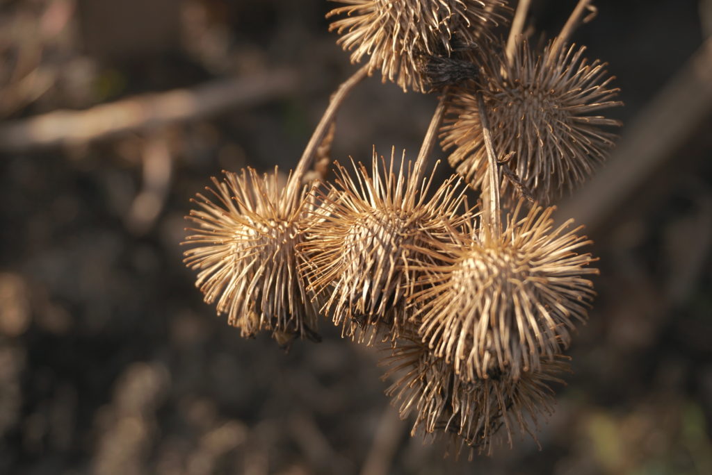 Burdock seeds