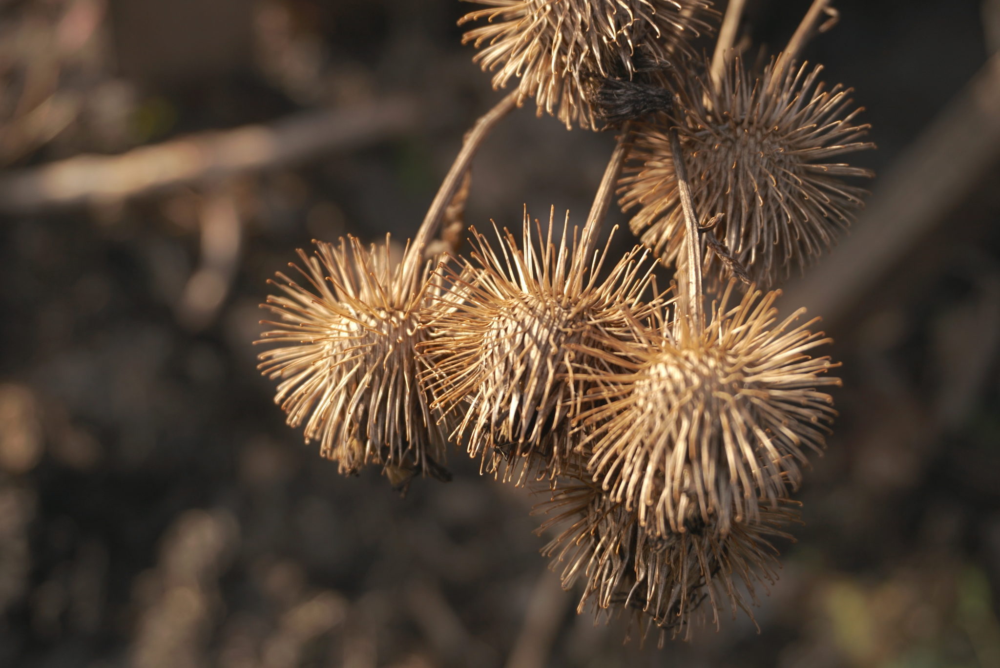 Burdock seeds