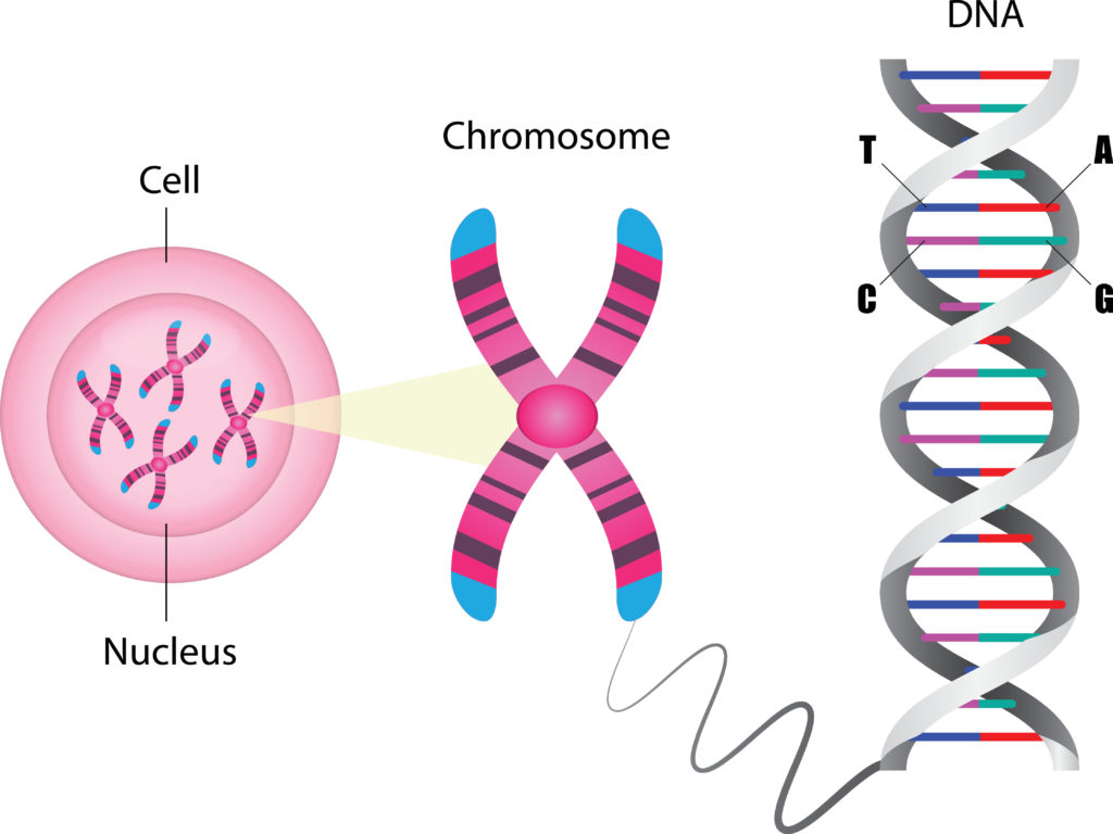 Image showing a cell, nucleus and DNA