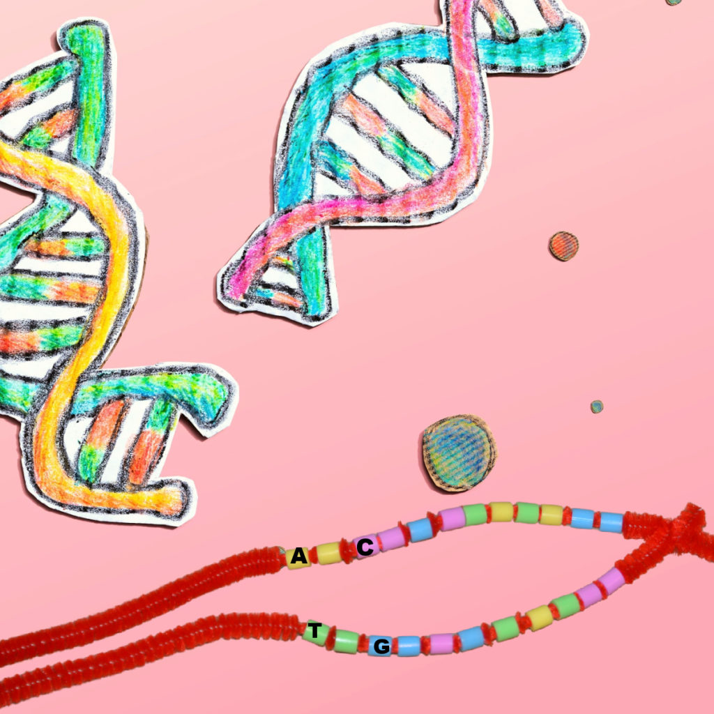 Image of a pipe cleaner with beads threaded on it for learning about genes