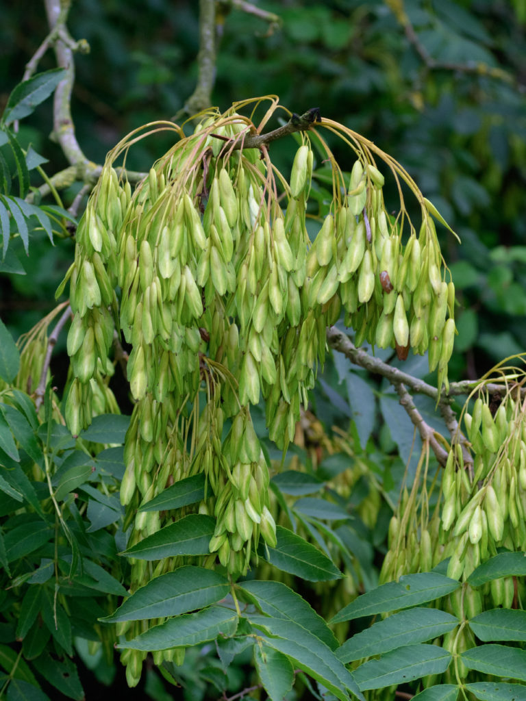 Helicopter seeds on an Ash tree