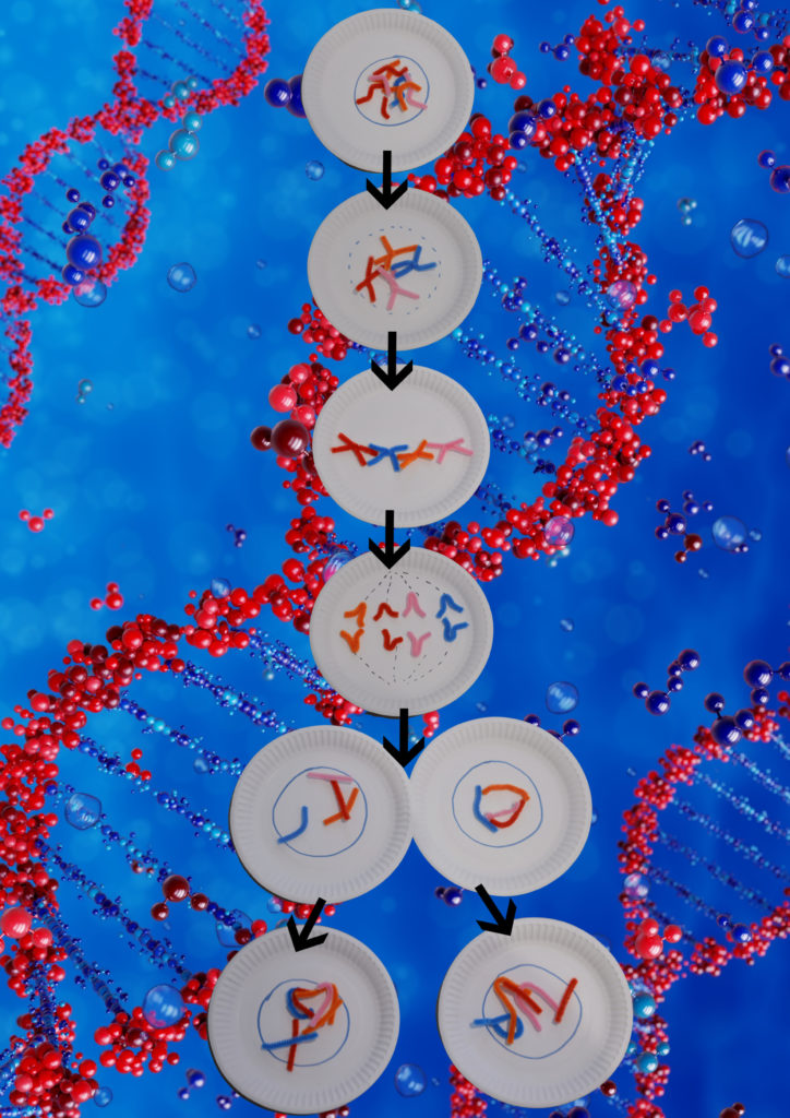 Paper plate and pipe cleaner model of mitosis