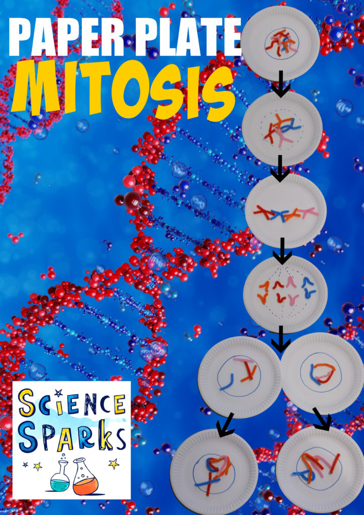 Collage of paper plates and pipe cleaners used to demonstrate mitosis.