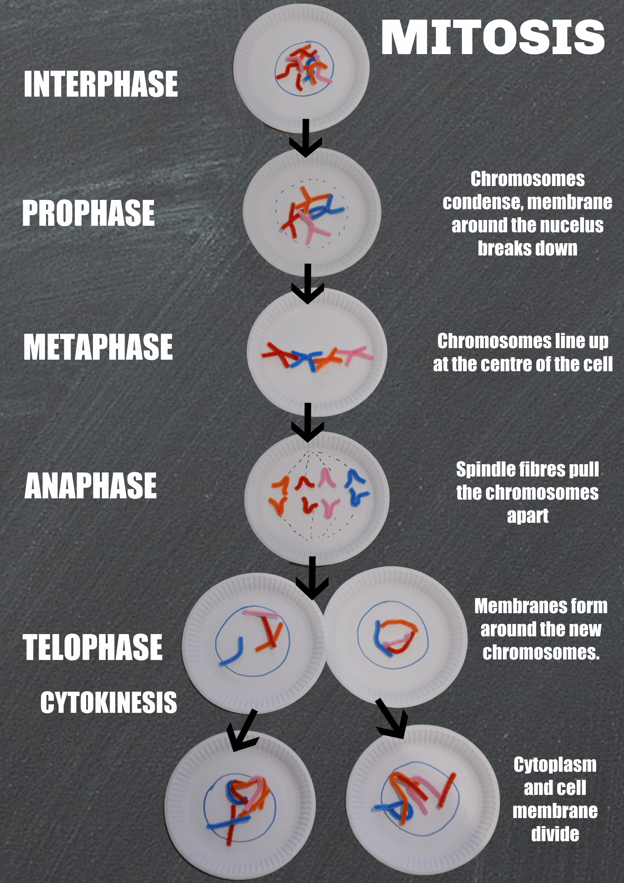 Mitosis shown with paper plates and pipe cleaners with detail on the image of each stage.