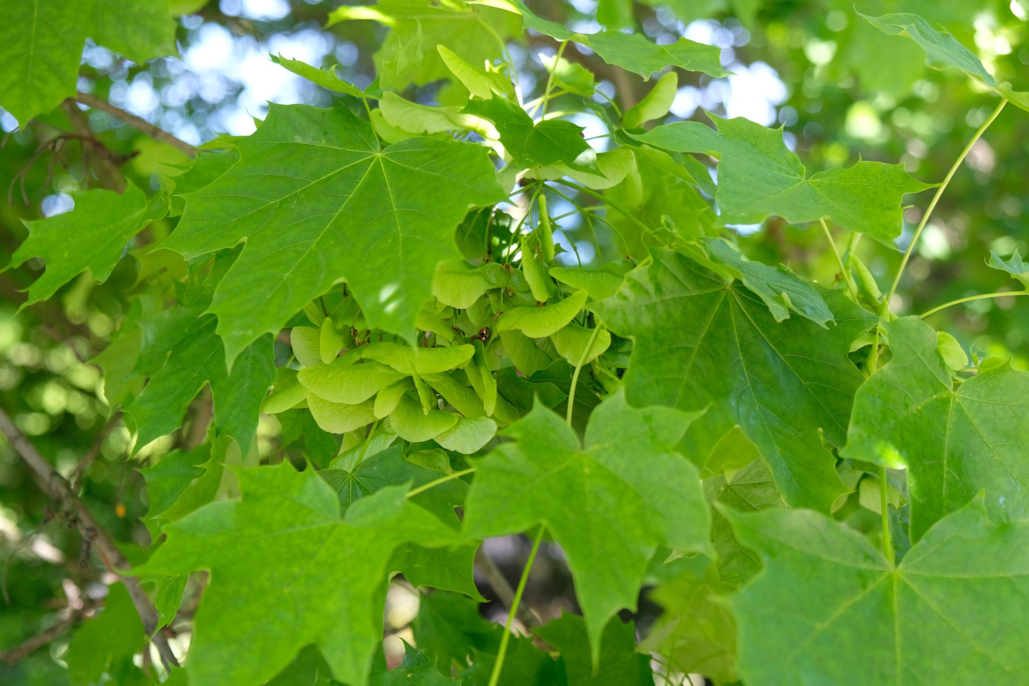 Norway maple seeds