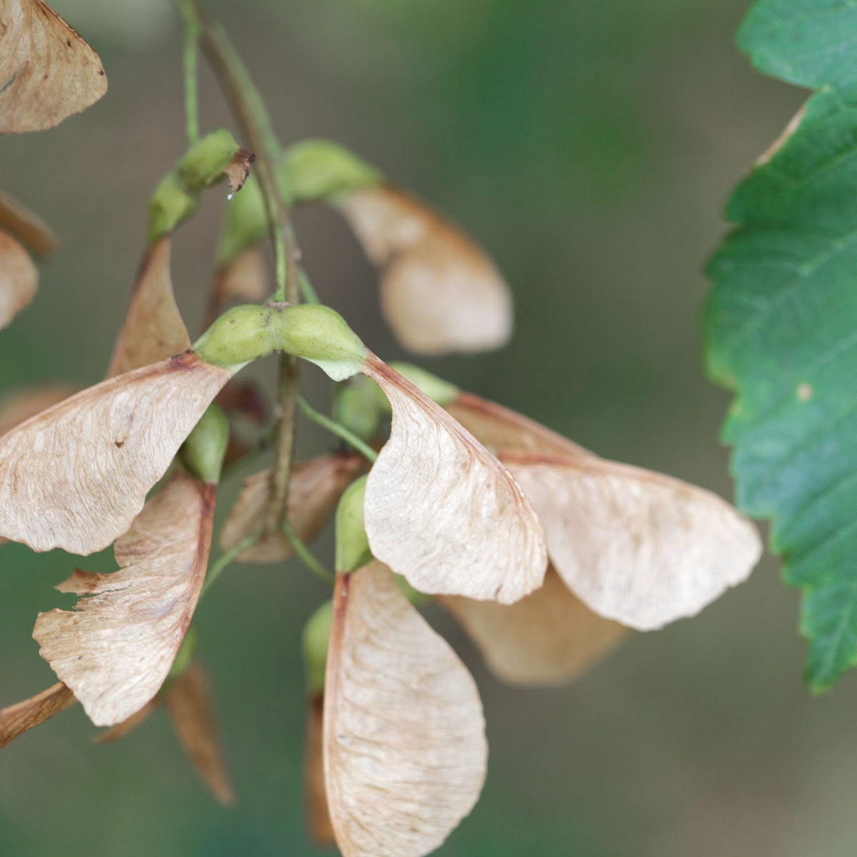 Sycamore seed on a tree