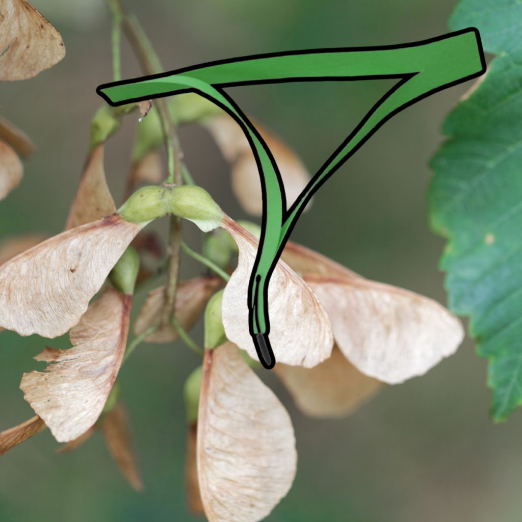 Sycamore seeds hanging on a tree