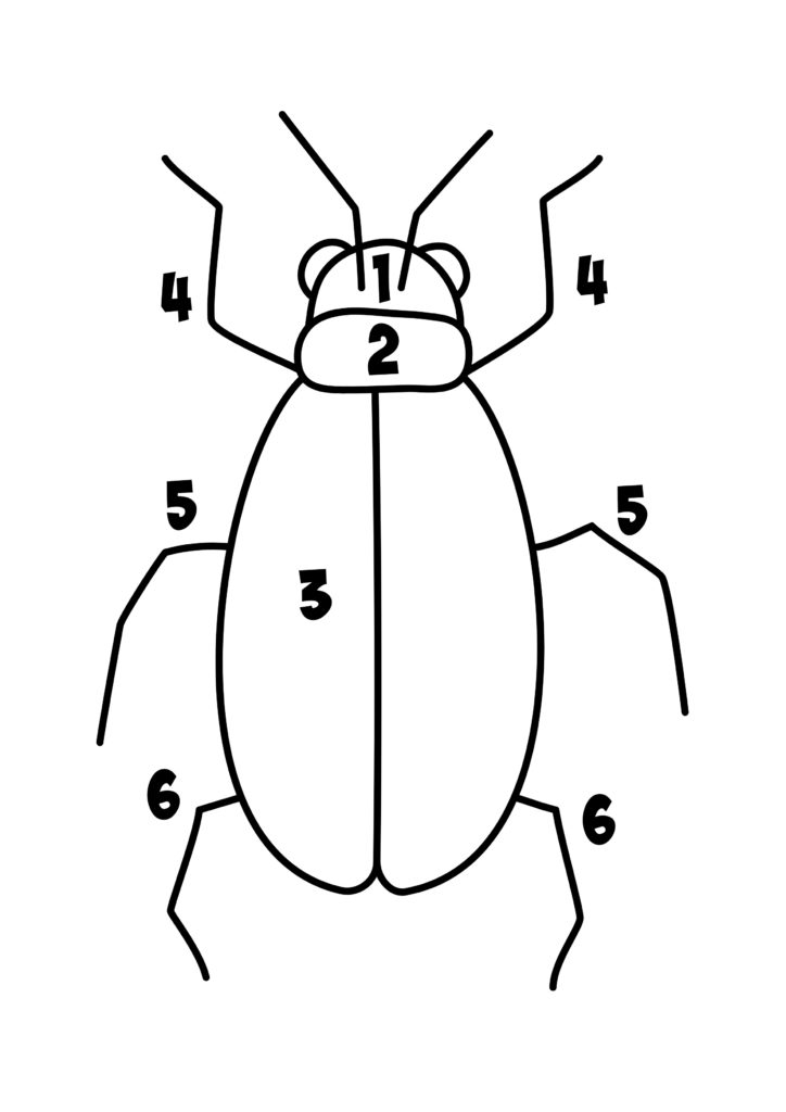 Build a beetle template