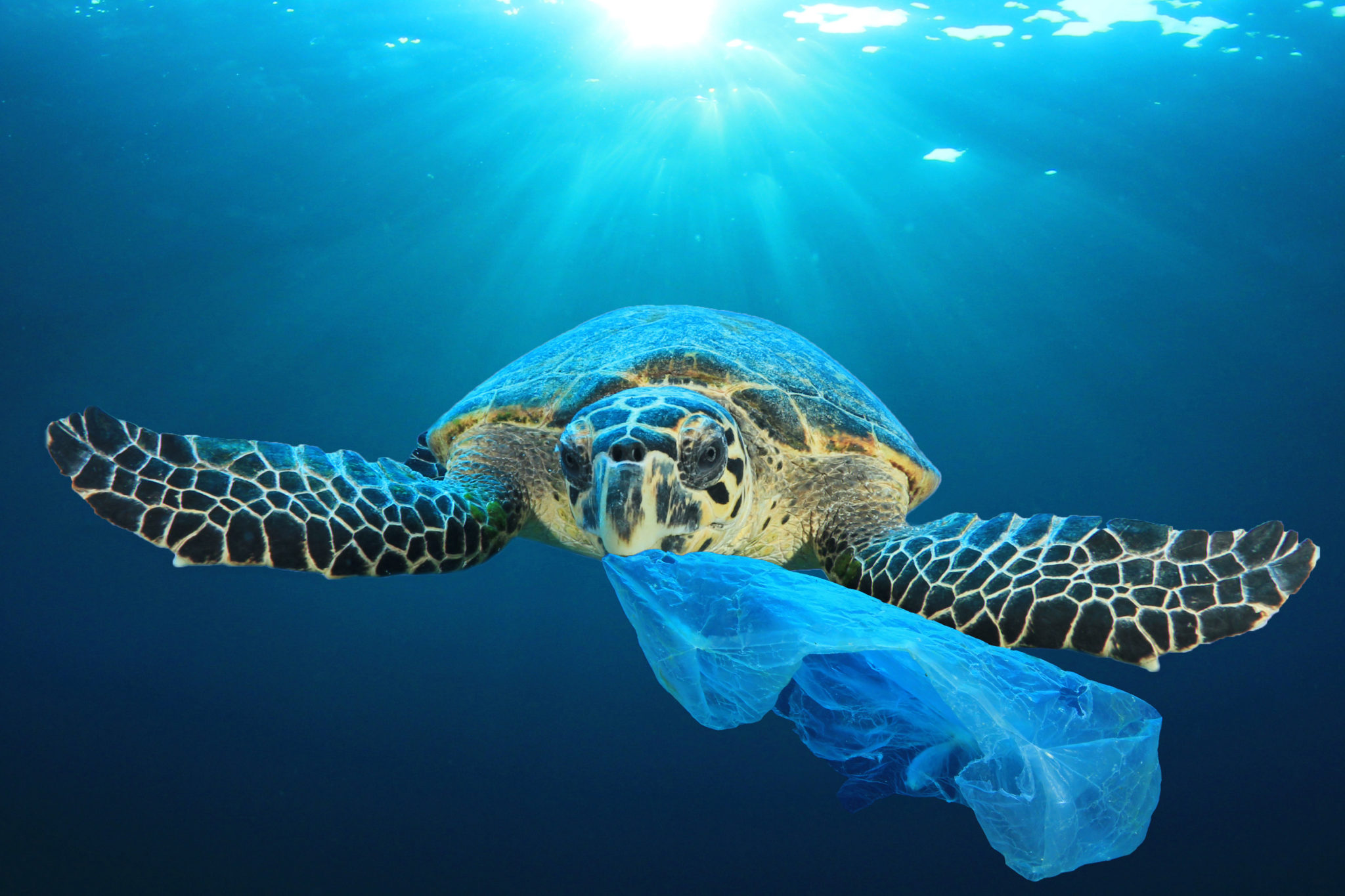 Turtle with a plastic bag in its mouth