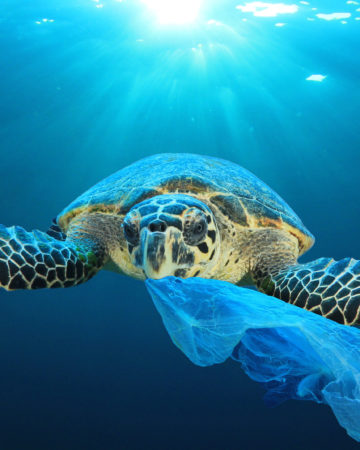 Turtle with a plastic bag in its mouth