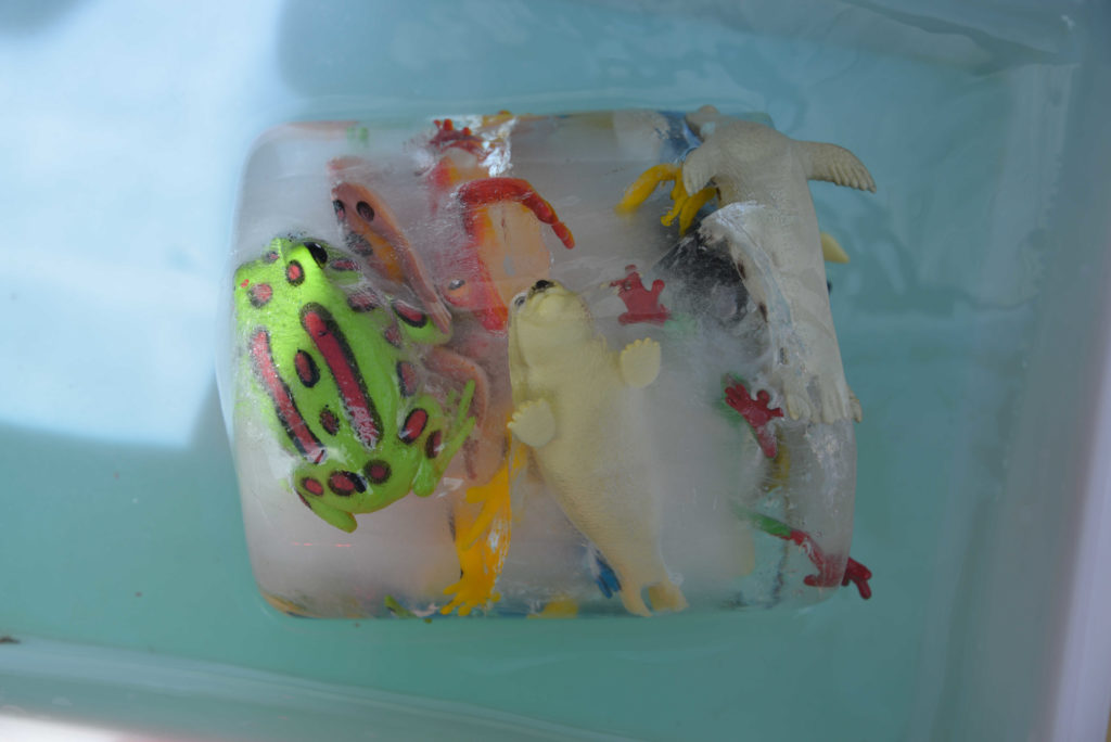 Lots of  plastic frogs frozen in ice for a fun preschool science activity