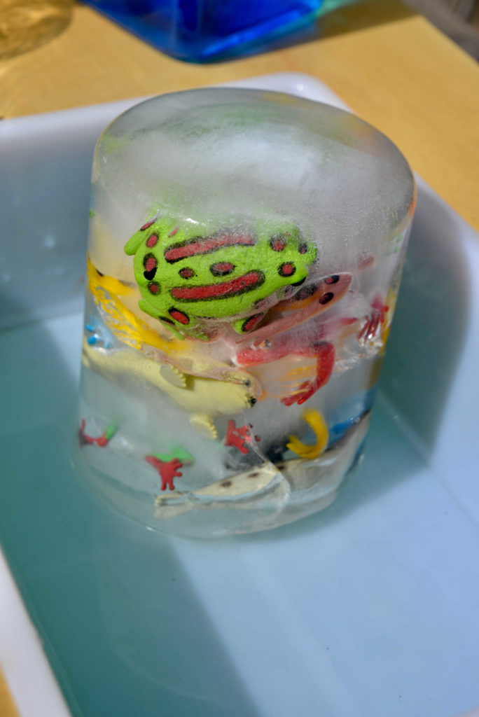 frozen plastic frogs in ice ready for a science investigation