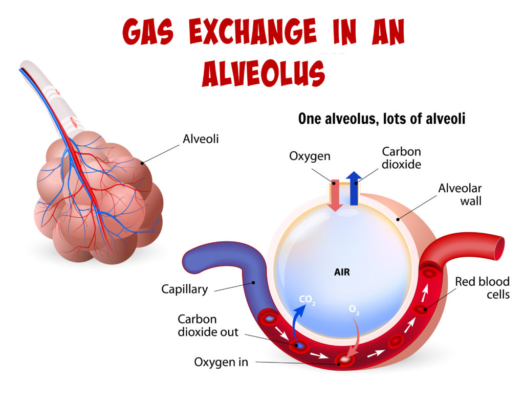 gas exchange in a alveolus