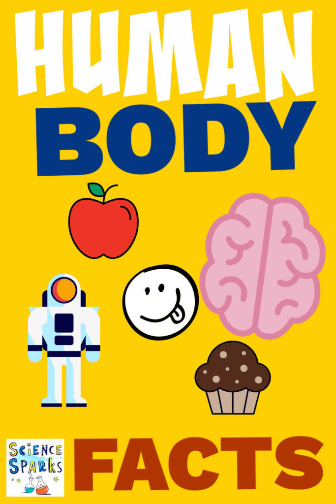 cartoon images of the brain, an astronaut and food as part of a human body fact list.