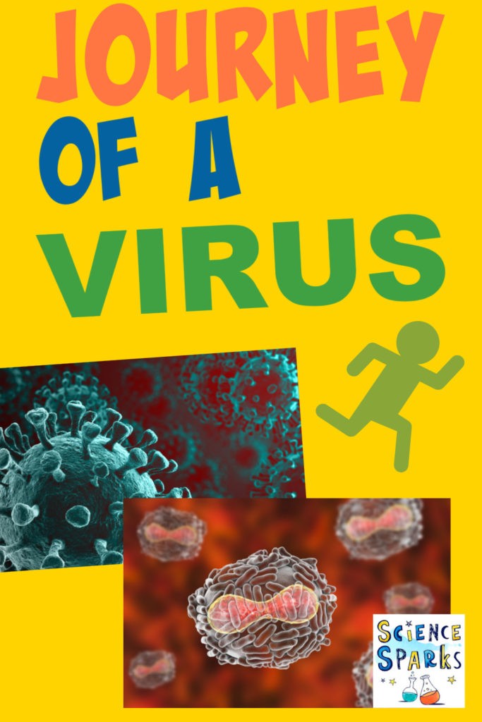 Header image for an article about eh journey of a virus through the human body