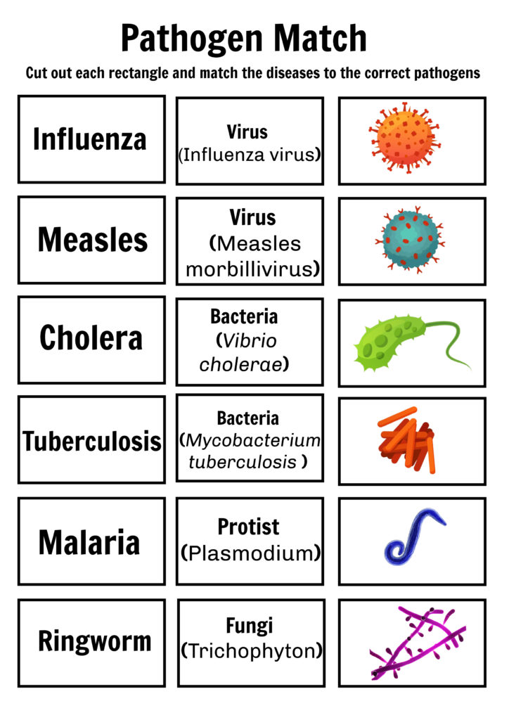 Pathogen matching game for learning about bacteria, viruses, fungi and protists