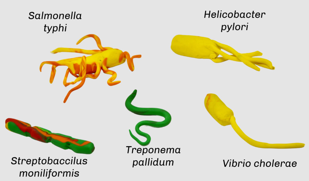 Image of plasticine models of different bacteria. Includes Treponema pallidum, Streptobaccilus moniliformis, Vibrio cholerae, Salmonella typhi and Helicobacter pylori