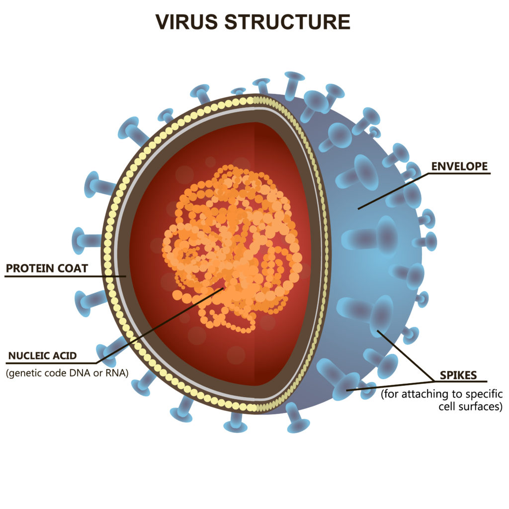 Very simple diagram showing the structure of a virus
