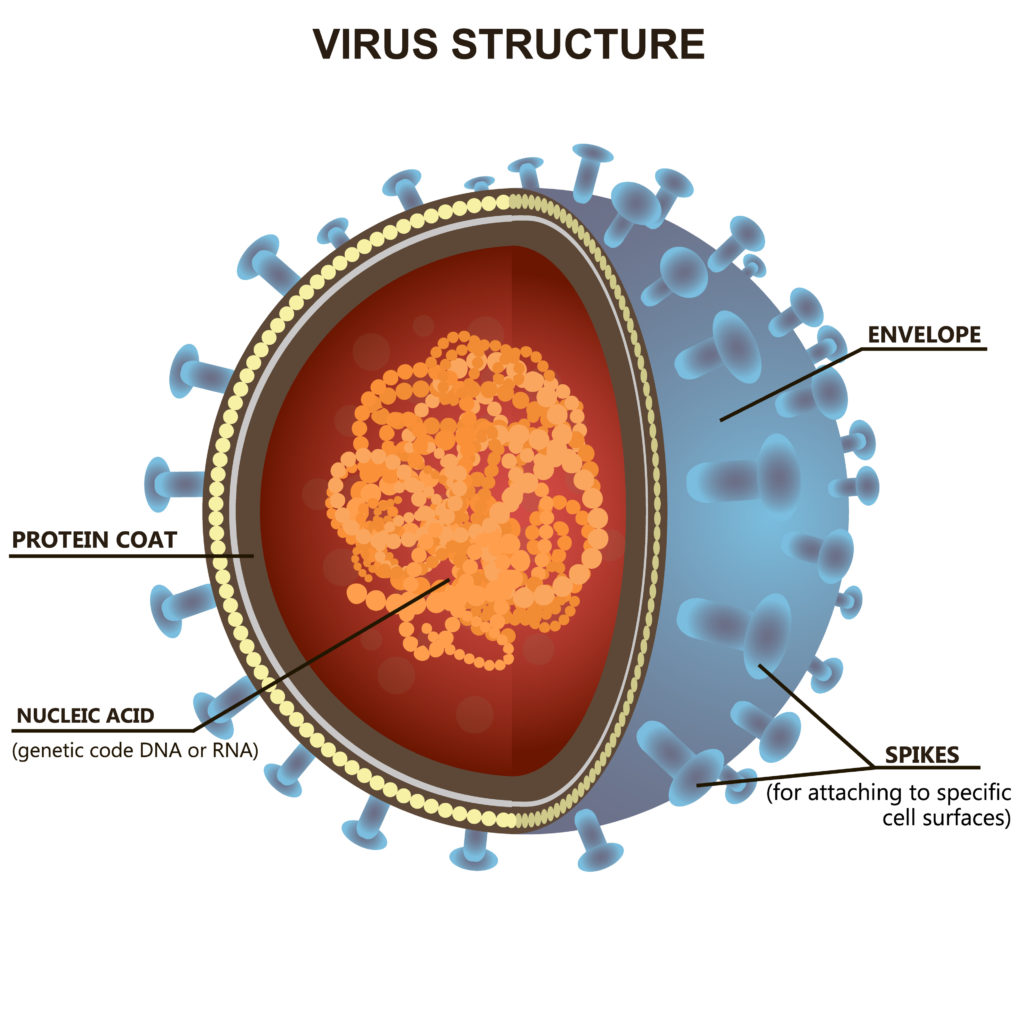 Labeled Virus Cell Labeled Virus Cell