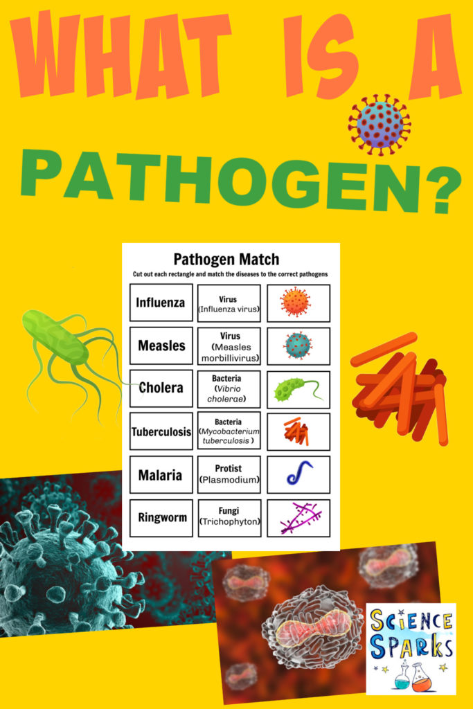 Images of a pathogen matching game, viruses over a microscope and cartoon virus and bacteria images