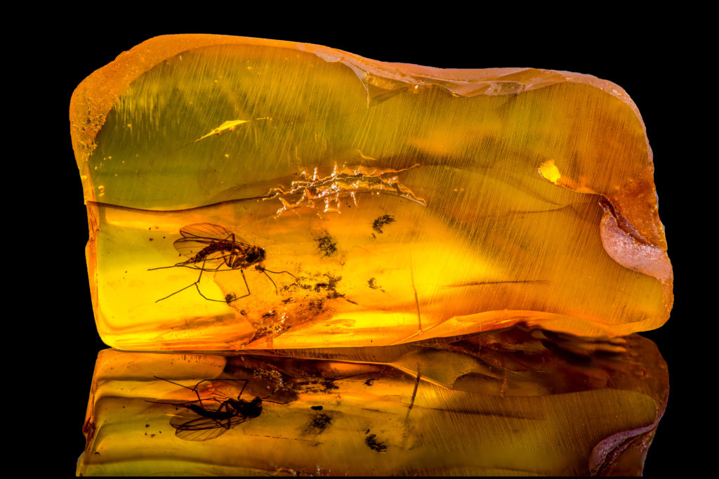 Bug trapped in amber