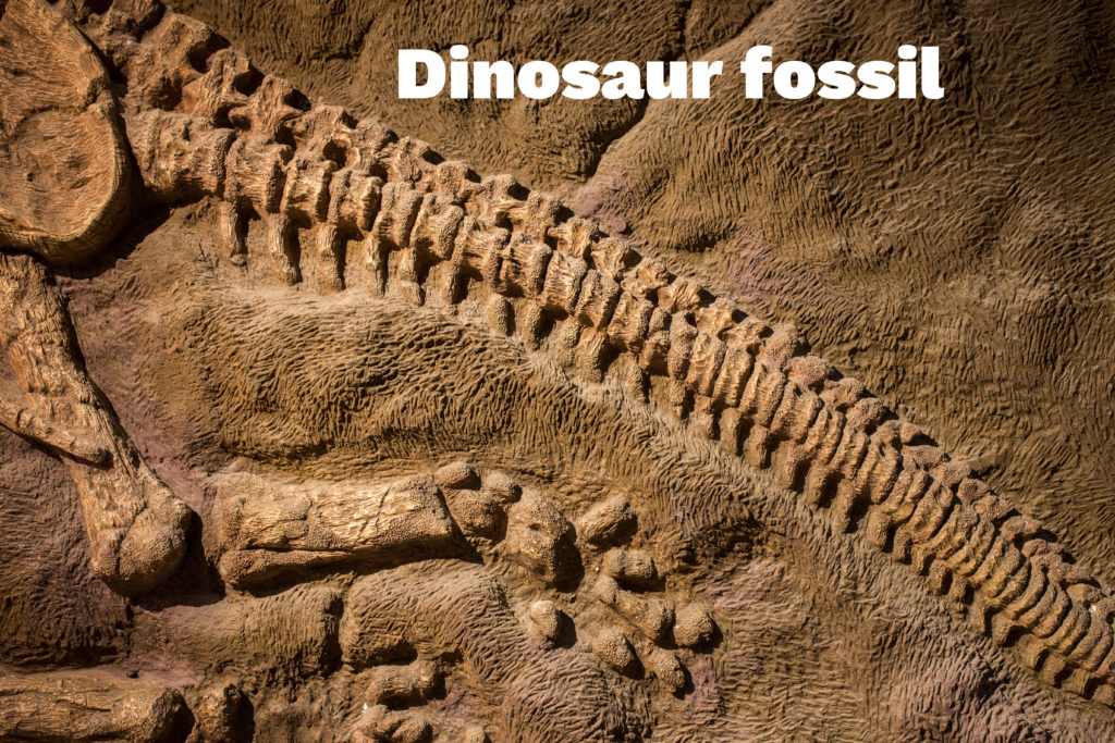 What is a fossil?