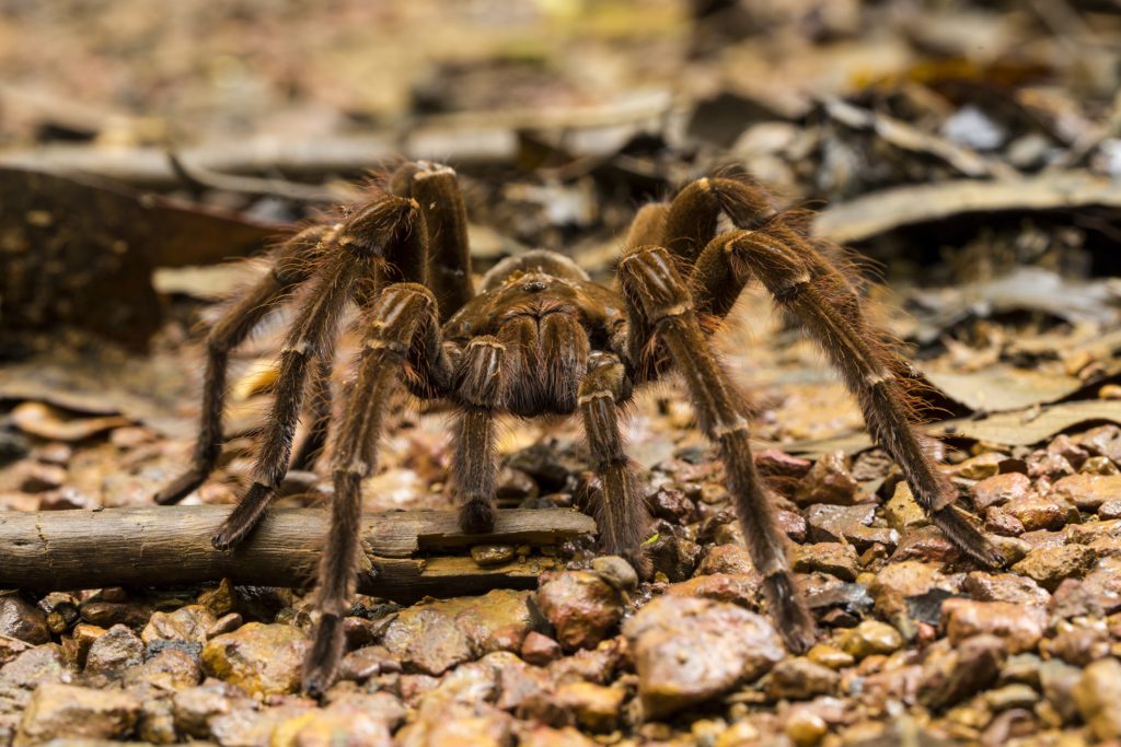 A Goliath bird-eating spider,Theraphosa blondi