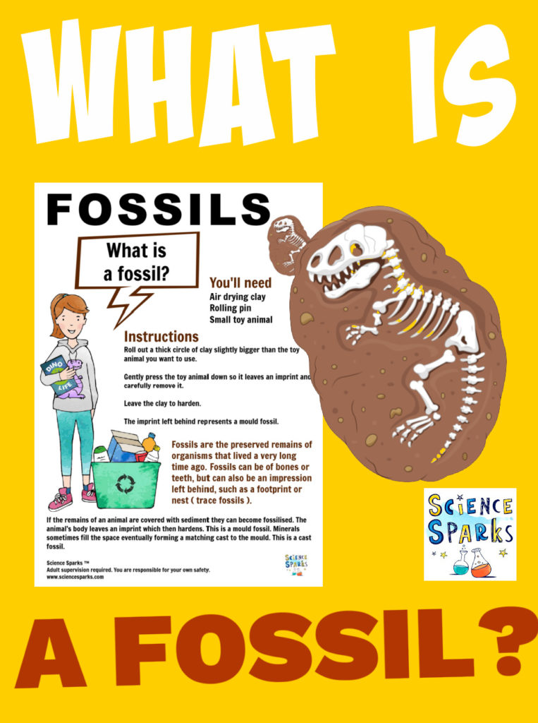 Image of a fossil making activity for learning about fossils