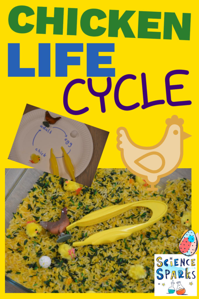 Image of a chicken life cycle sensory bin made with green and yellow rice and chicken toys