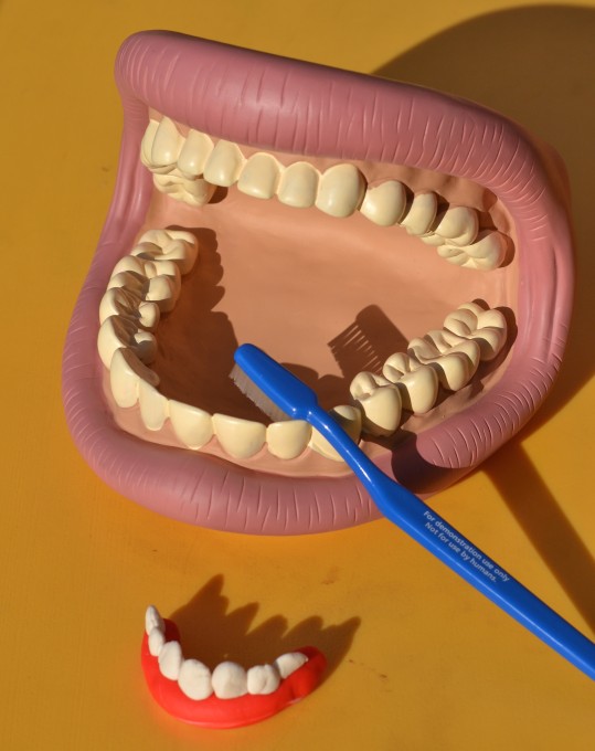 Mouth model made for learning about teeth