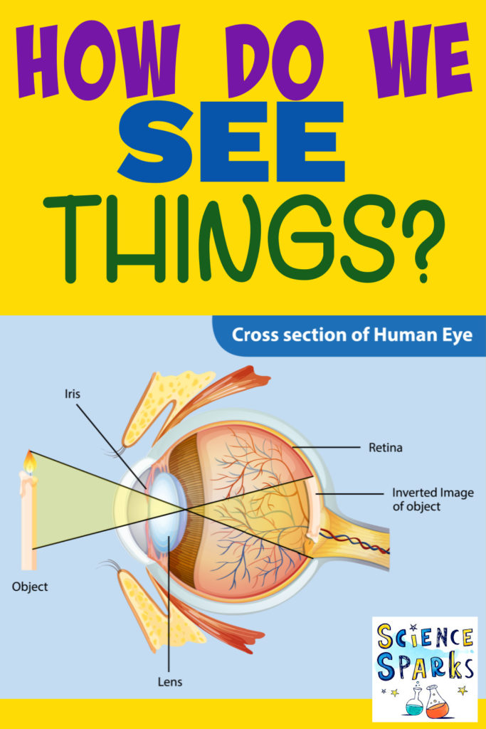 Image of a cross section of a human eye