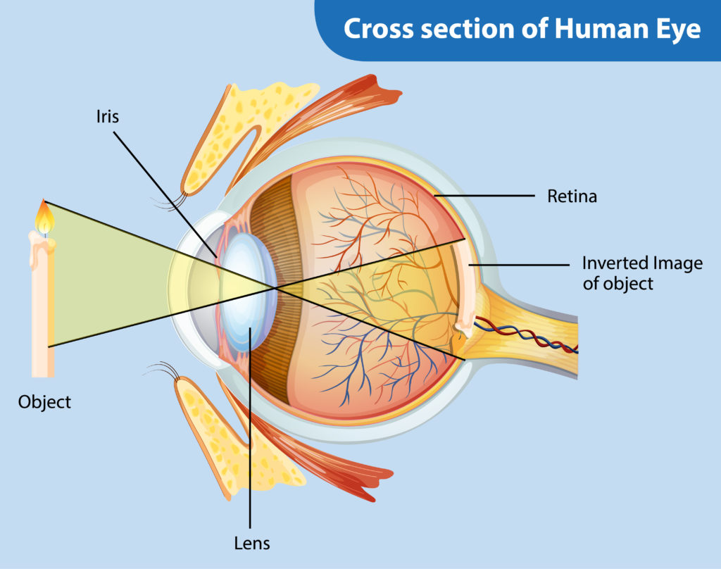 Cross section of the human eye diagram