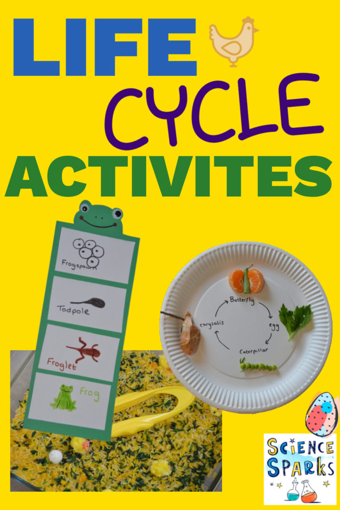 butterfly paper plate life cycle, frog life cycle and chicken sensory bin