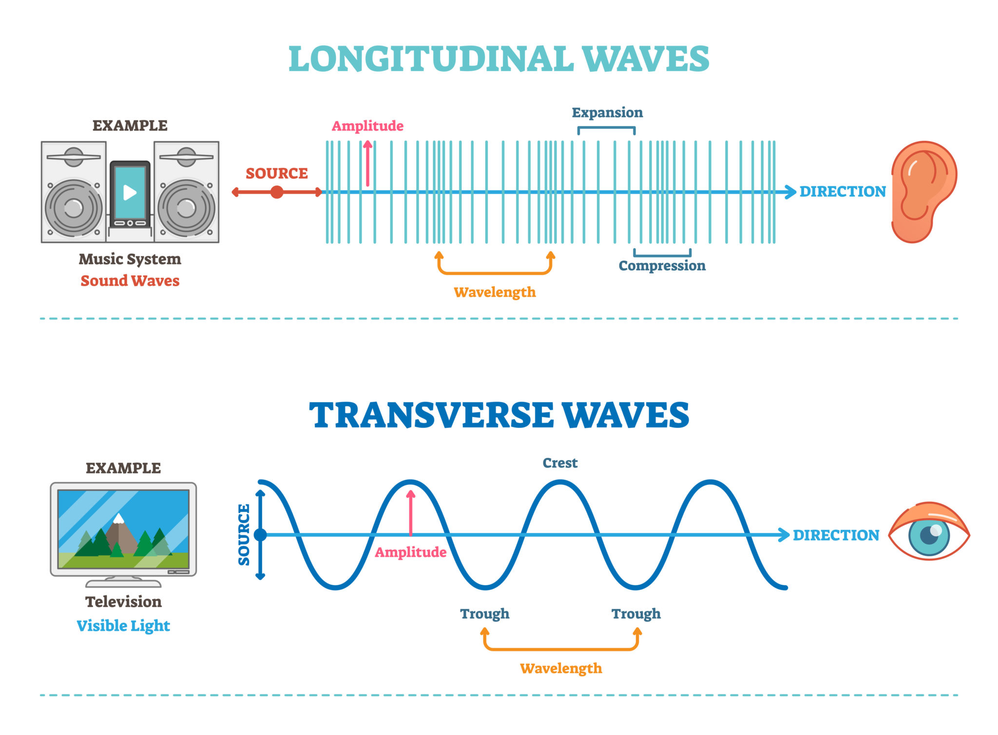 diagram of longitudinal and transverse waves