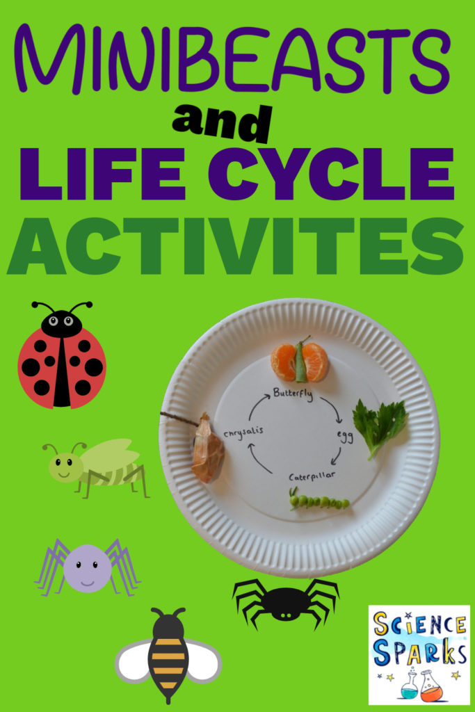 Image of lots of minibeasts and a butterfly life cycle paper plate