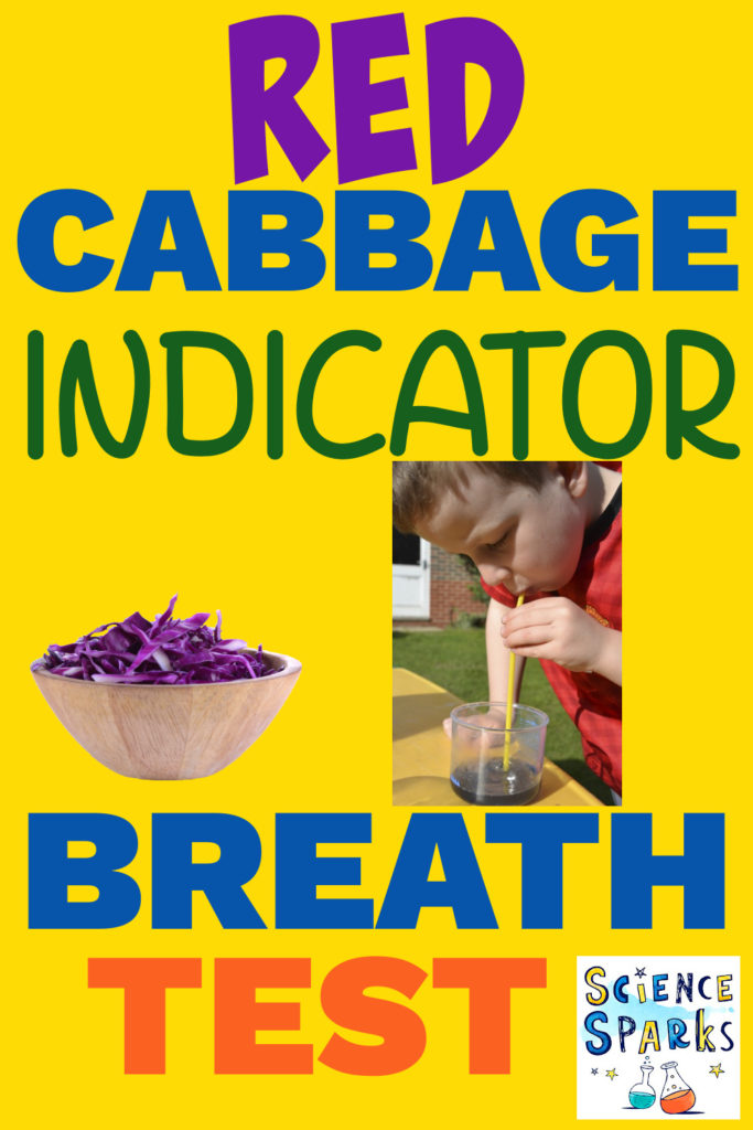 boy blowing into red cabbage indicator with a straw