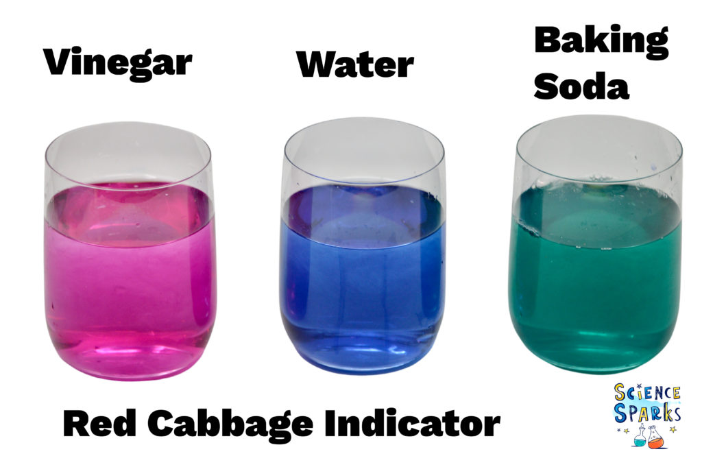 red cabbage indicator and water, indicator and white vinegar and indicator and baking soda in  containers. The indicator is blue in water, green with baking soda and pink with vinegar