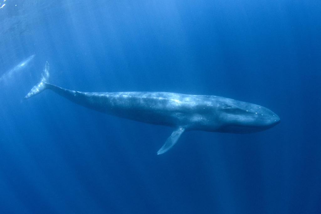 Image of a blue whale swimming in the sea