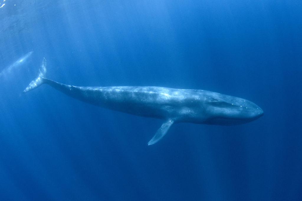 What is the biggest animal in the sea?