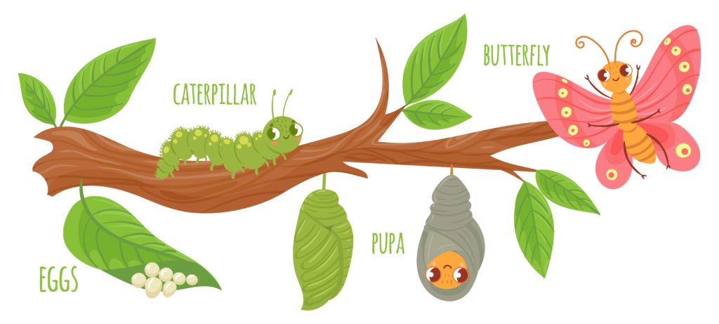 Cartoon of a butterfly life cycle including eggs, caterpillar, pupa and butterfly.