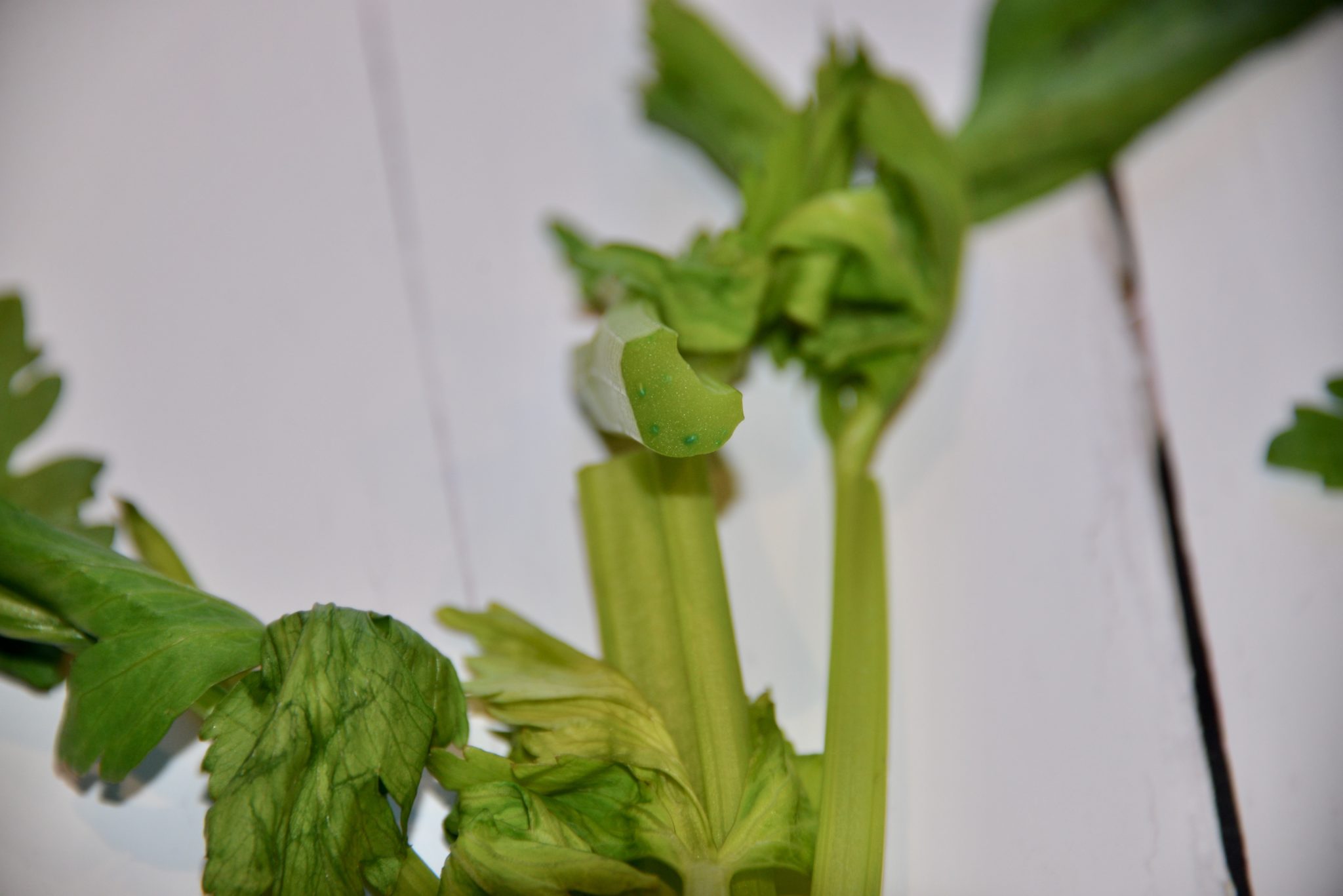 celery stalk cut in half to show how far water coloured with food colouring has reached up the stalk.