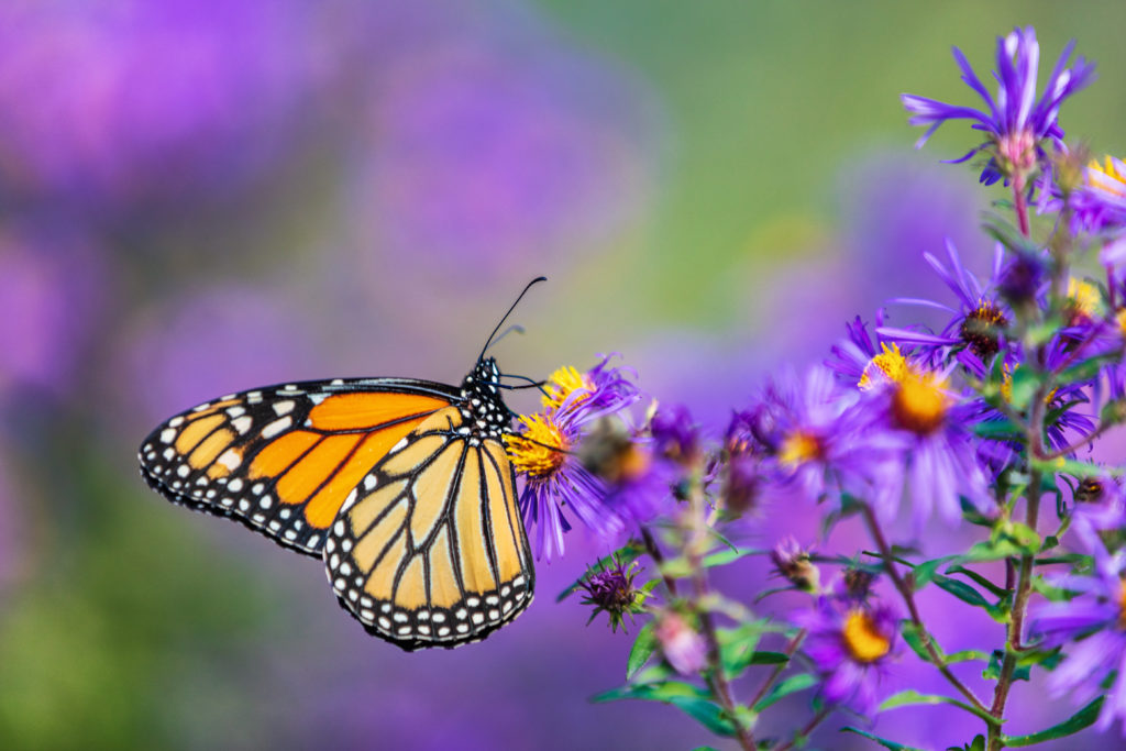 Monarch butterfly feeding