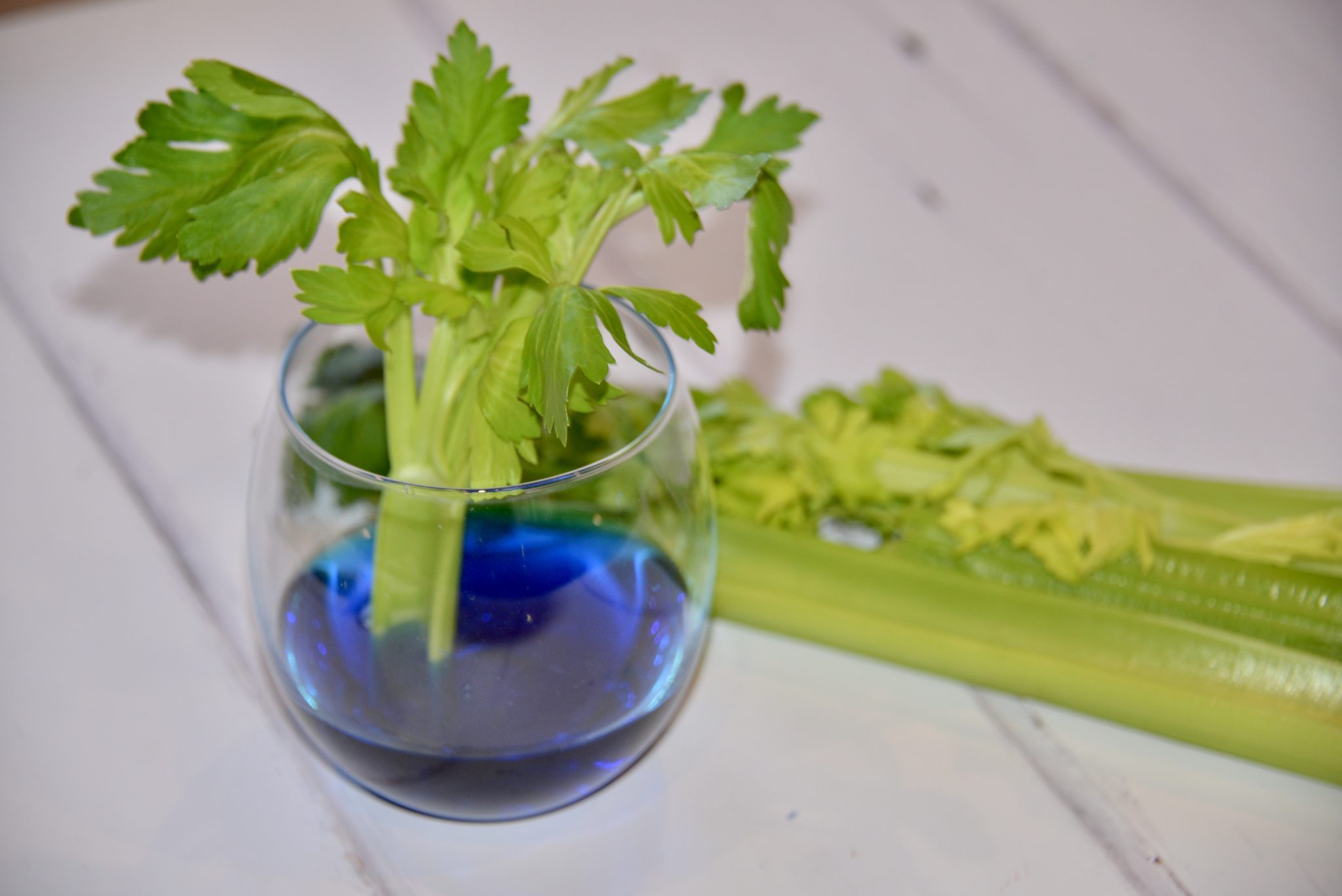 Celery in coloured water for a transpiration investigation