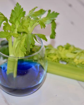 Celery in coloured water for a transpiration investigation