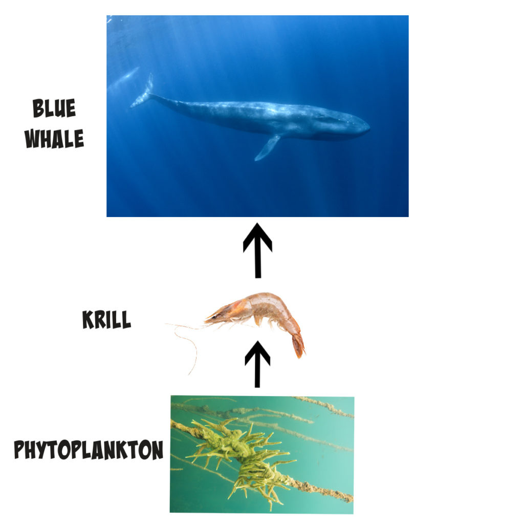 What is the biggest animal in the sea?