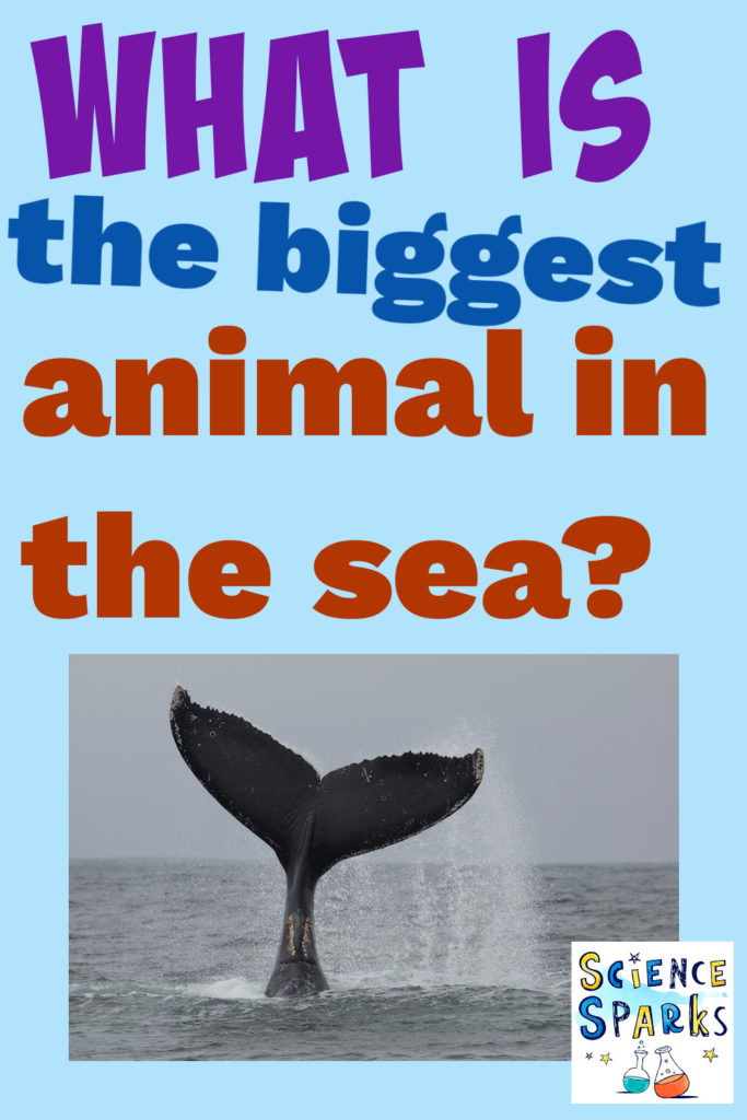 Image of a whales tail and text saying ' What is the biggest animal in the sea'