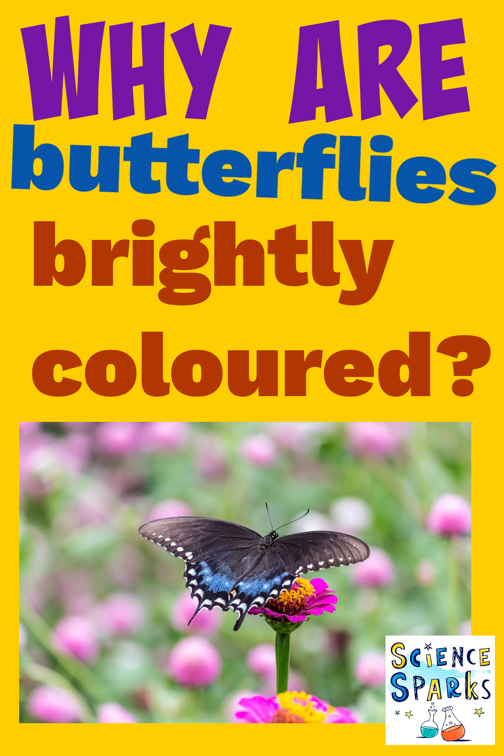 Why are butterflies brightly coloured?