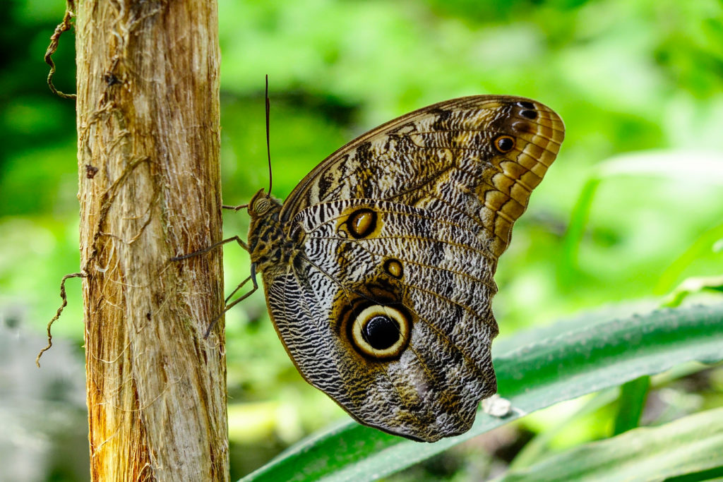 Tropical butterfly, owl butterfly (Caligo eurilochus). Wings have a large eyespot to trick predators.