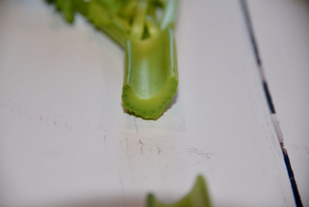 food colouring and water that has travelled up a celery stalk. The blue food colouring can be clearly seen in the celery