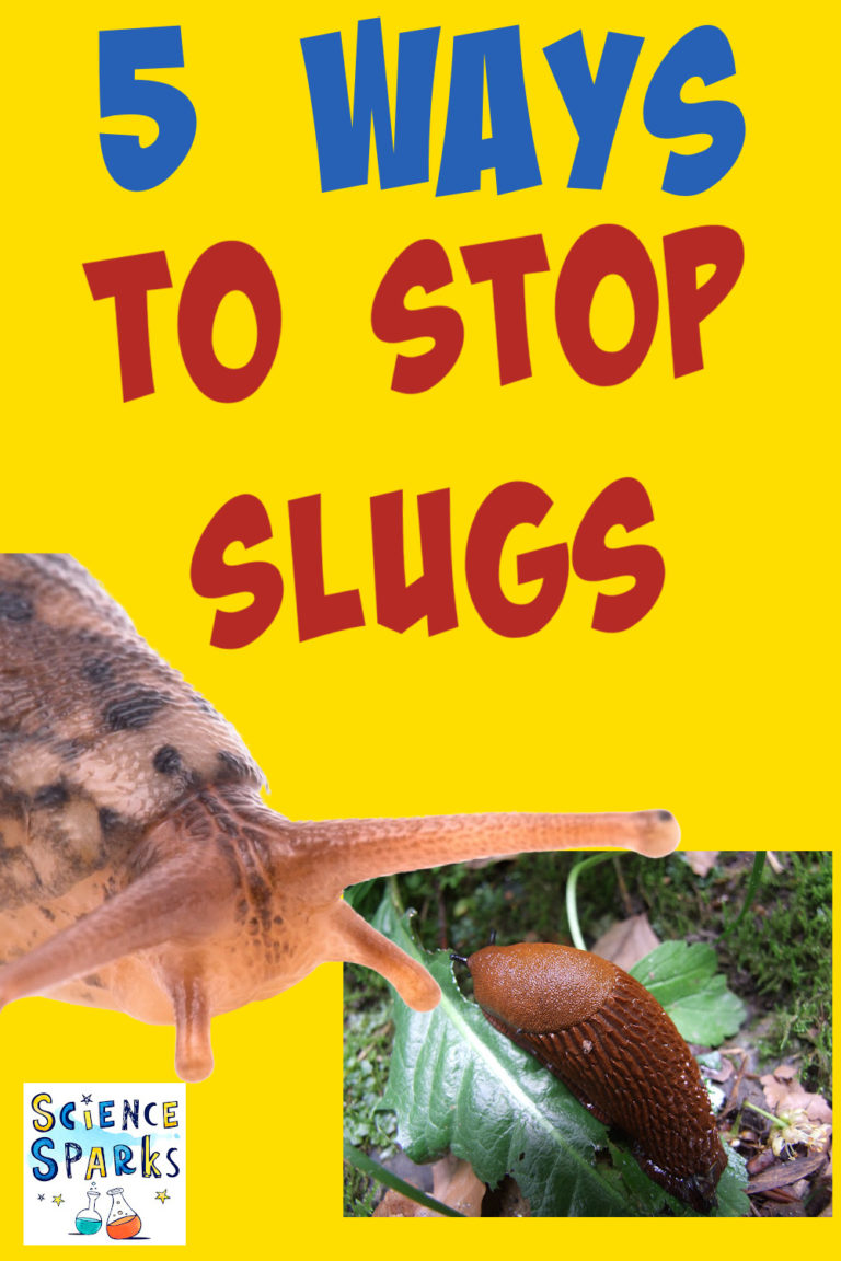 5 ways to stop slugs eating your plants